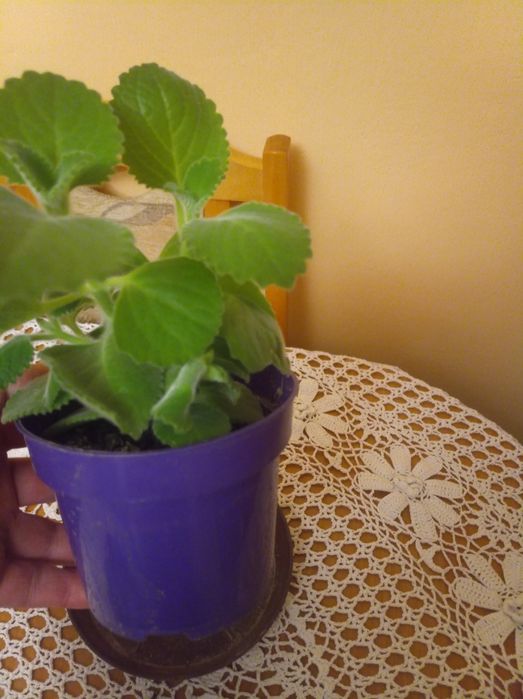 Oregano kubańskie