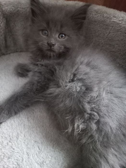 Kocurek Maine Coon Blue Solid