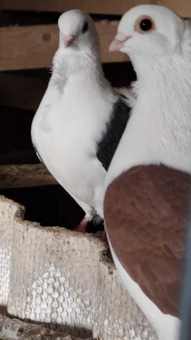 ptaki gołębie rasowe