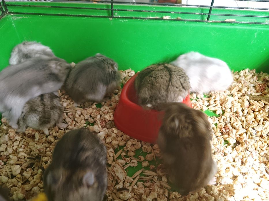 Джунгарские хомячки