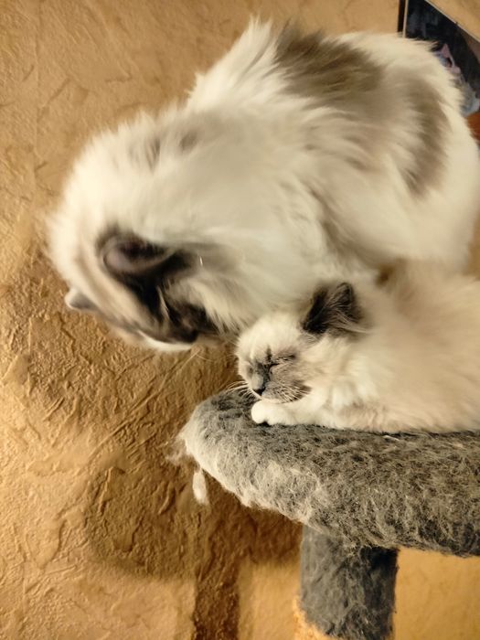 Ragdoll kotka z rodowodem FPL