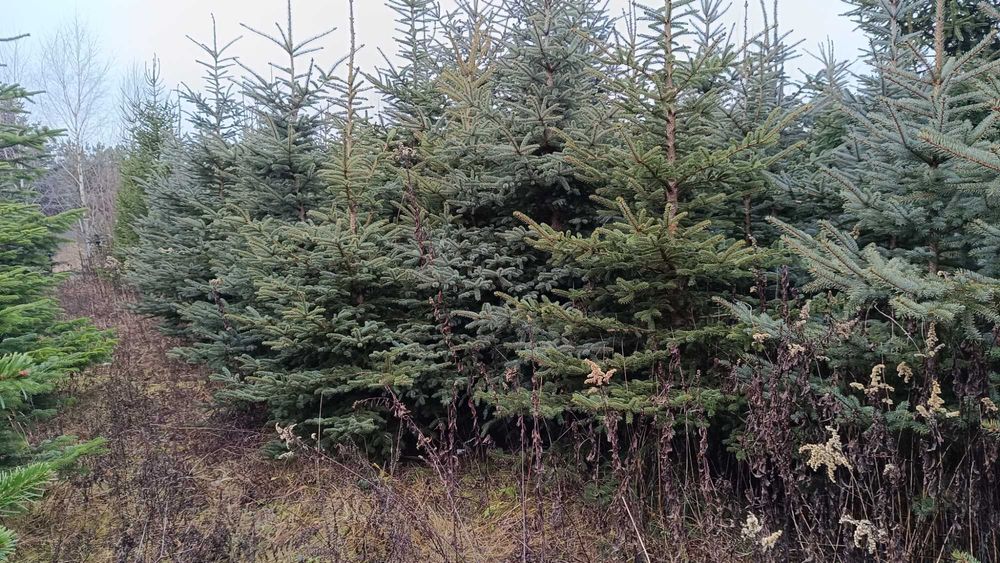 Sprzedam Świerk świerki choinki CHOINKA