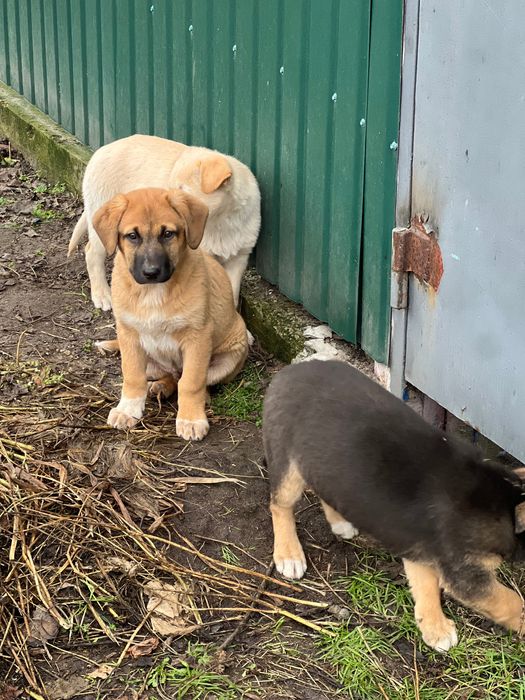 Цуценята хлопчики в добрі руки
