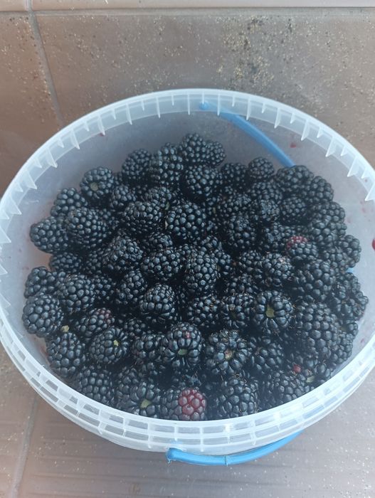 Ожина велика солодка.Сливка .50гр