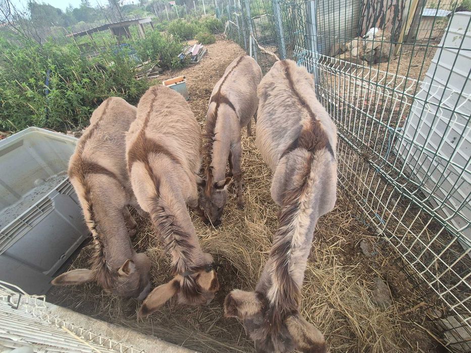 Vendo 4 burros 2 machos e 2 femeas
