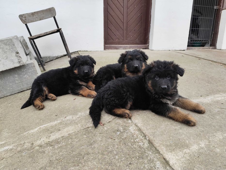 Owczarek niemiecki długowłosy z rodowodem