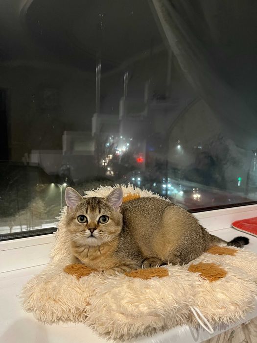 Шотладські кошенята золота шиншила