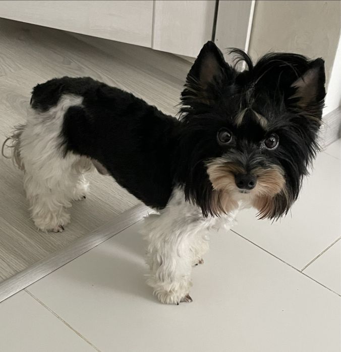 Вязка. Гарний хлопчик запрошує красуню  на побачення.