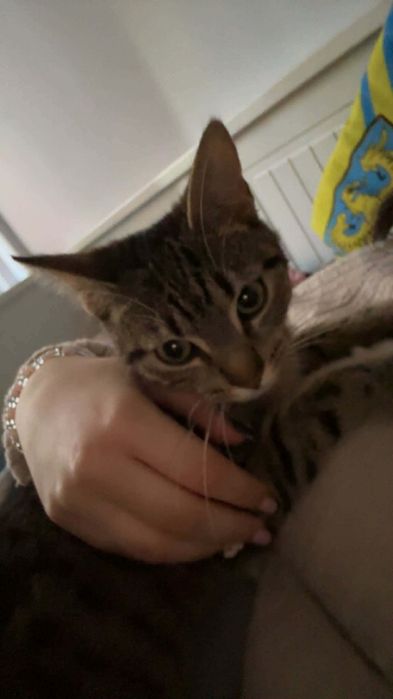 Koteczka do adopcji