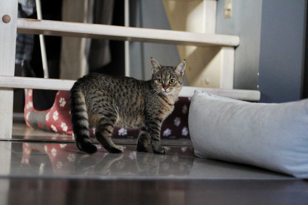 Lila i George- kocięta do adopcji