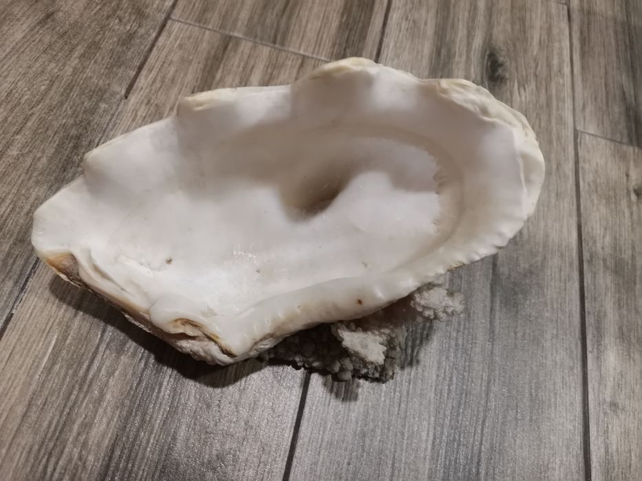 Морская раковина. Крым, СССР