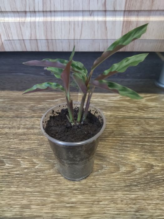 Маранта. Калатея. Ктенанта. Строманта.