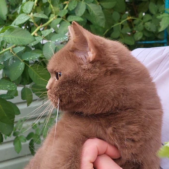 Дівчинка цинамонова