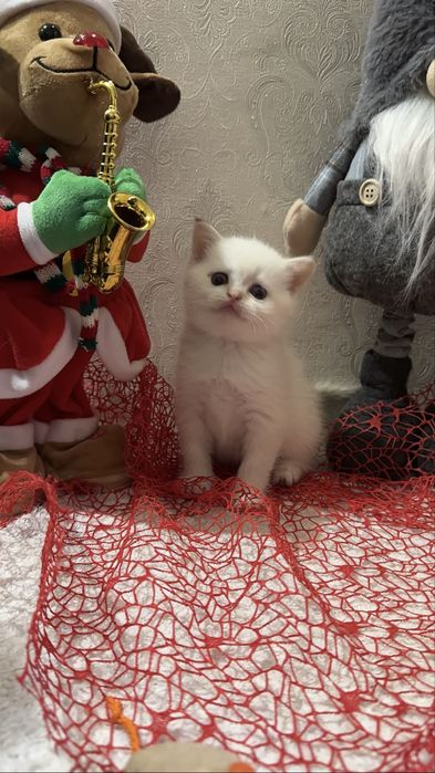 Продам грайливих кошенят