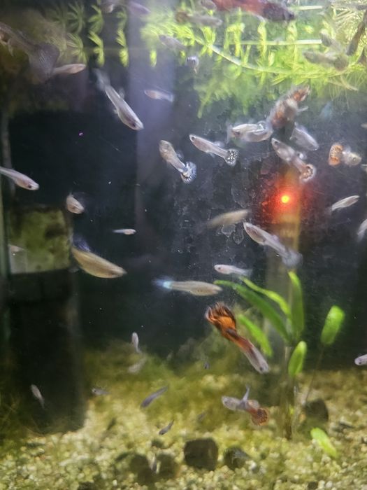 Gupiki.Młode i dorosłe.