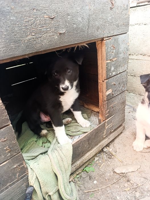 Віддам цуценя в хороші руки, не на ланцюг