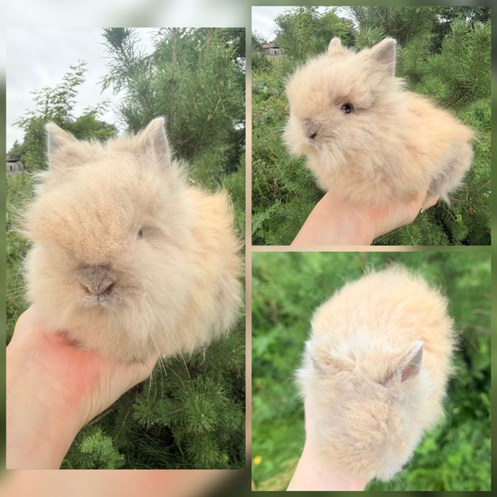 Królik Mini Lop/Karzełek Tedddy /Niebieski /Hodowla zarejestrowa