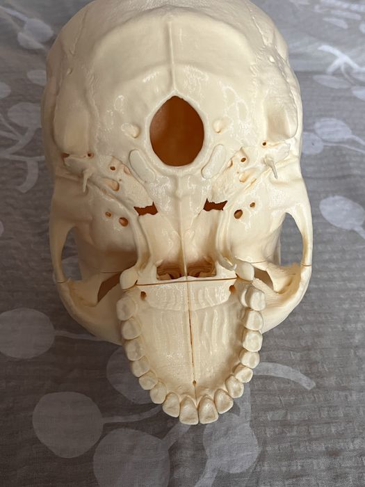 Czaszka anatomia człowieka model 3d