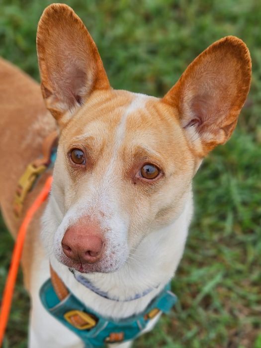 Ufo - piękny biało rudy uszatek. Adopcja