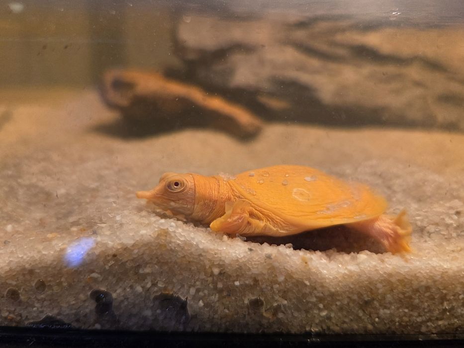 Żółwiak chiński Albino (Pelodiscus sinensis)