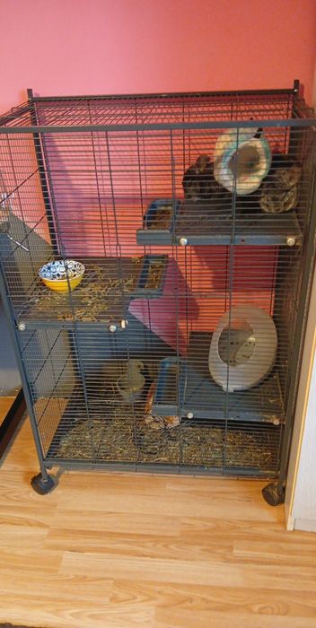 Mam klatkę dużą wraz z akcesoriami i parę kilo karmy