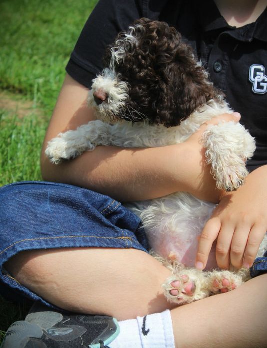 Lagotto Romagnolo piesek ZKwP FCI