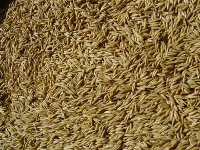 Sprzedam owies po centrali .Wysoka jakość