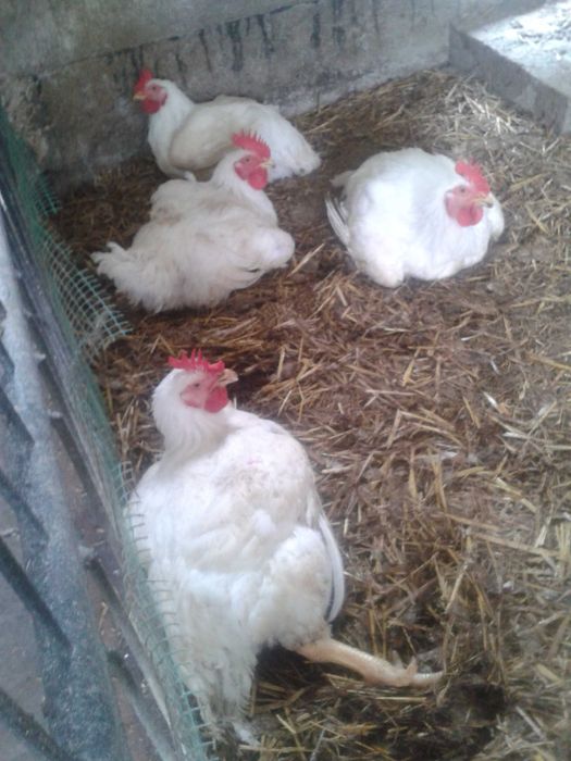 Kurczak, kurczaki,brojlery chów ekologiczny