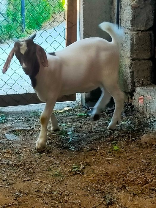 Macho Boer com quatro meses