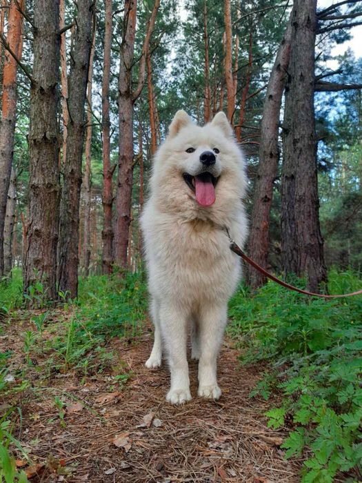 Передержка животных