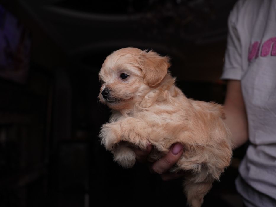 Дівчинка мальтіпу