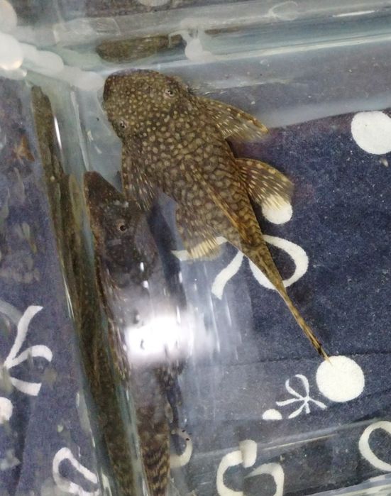 Samica glonojada