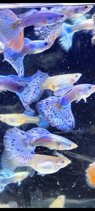 Gupik gupiki mozaika platynowa czerwona i niebieska