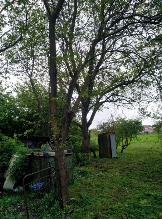 Віддам дерева на дрова