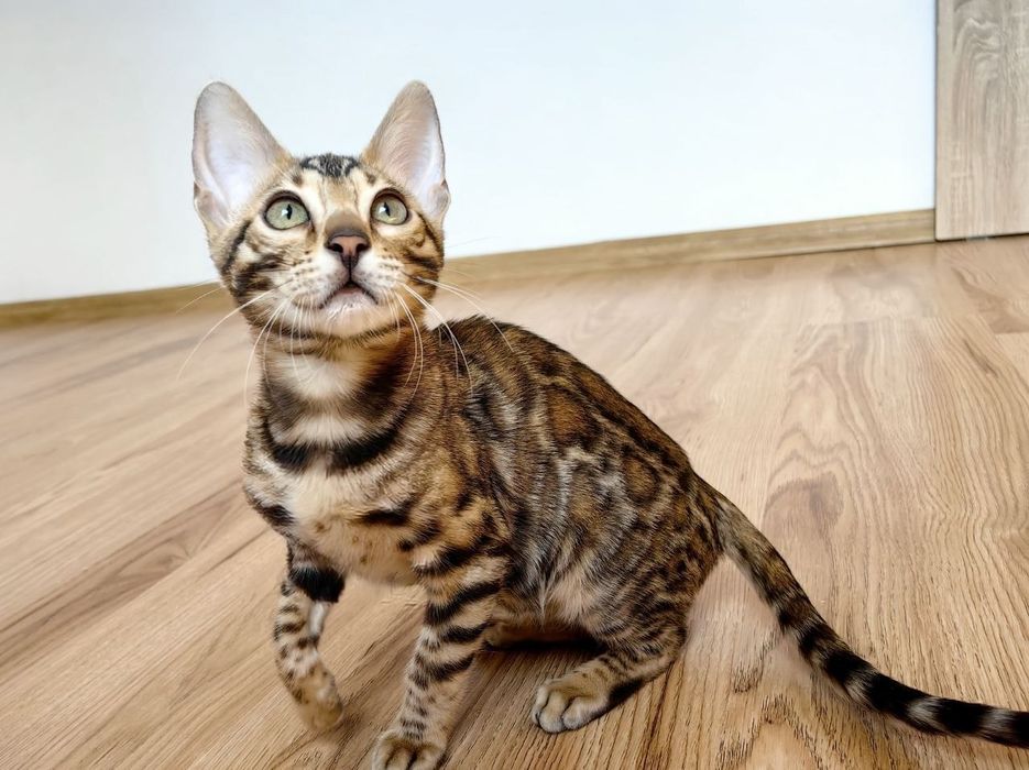 Kotek Bengalski - Rodowód I Piękne