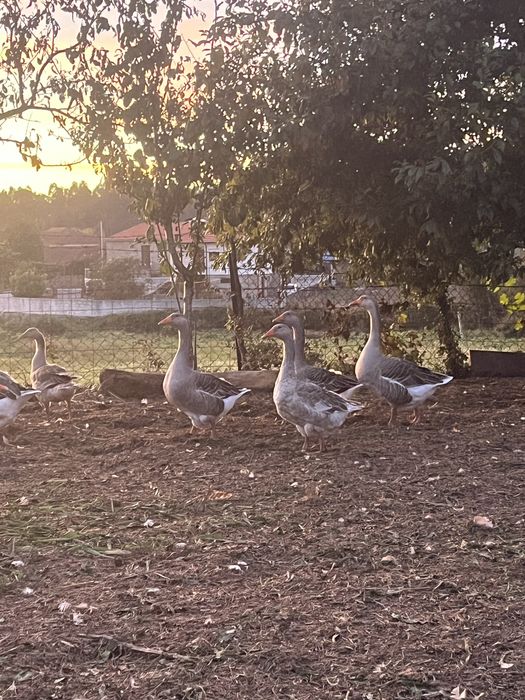 Gansos de varias especies.