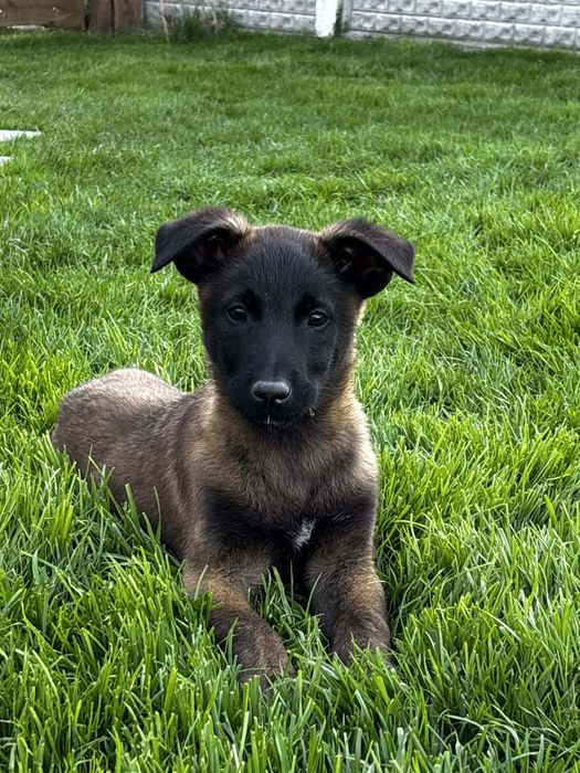 Owczarek Belgijski Malinois piesek