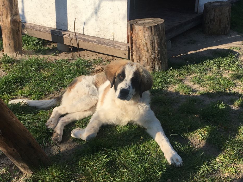 Московська охоронна,Кобель.!Московская сторожевая.