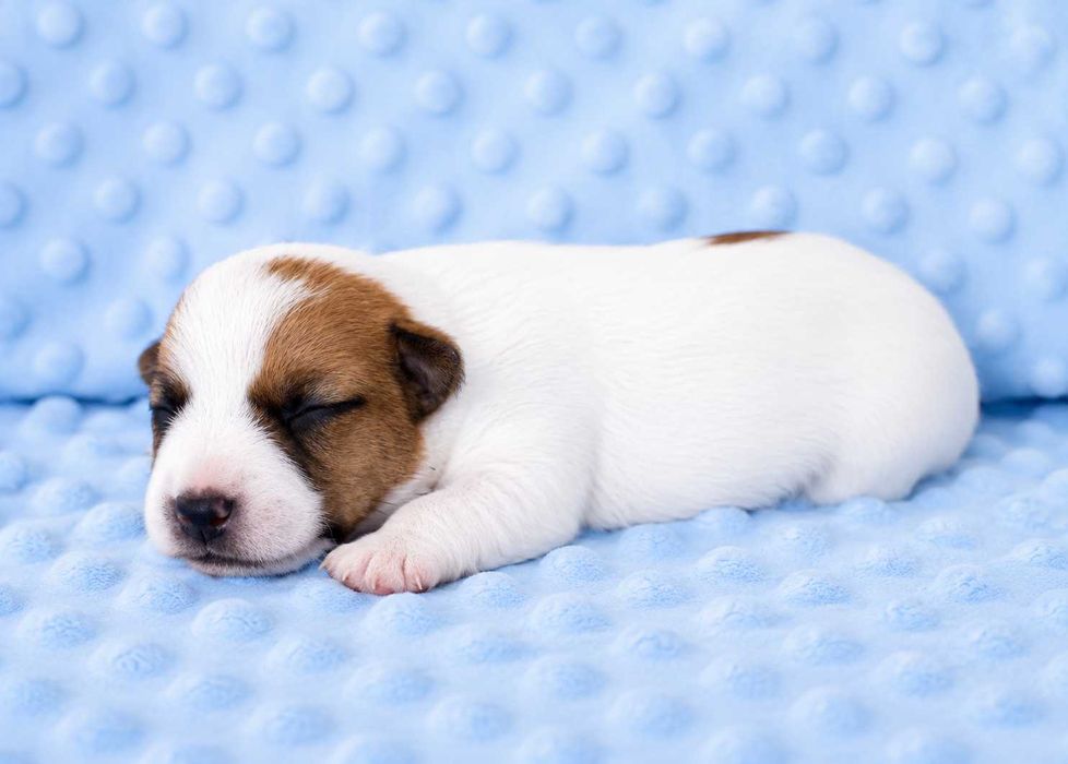 Jack Russell Terrier piękny piesek z dokumentami Moris