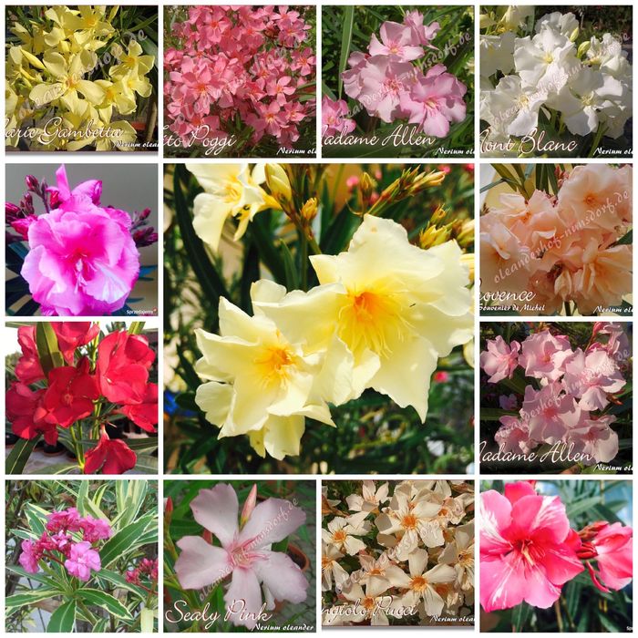 Żółty pełny pachnący oleander