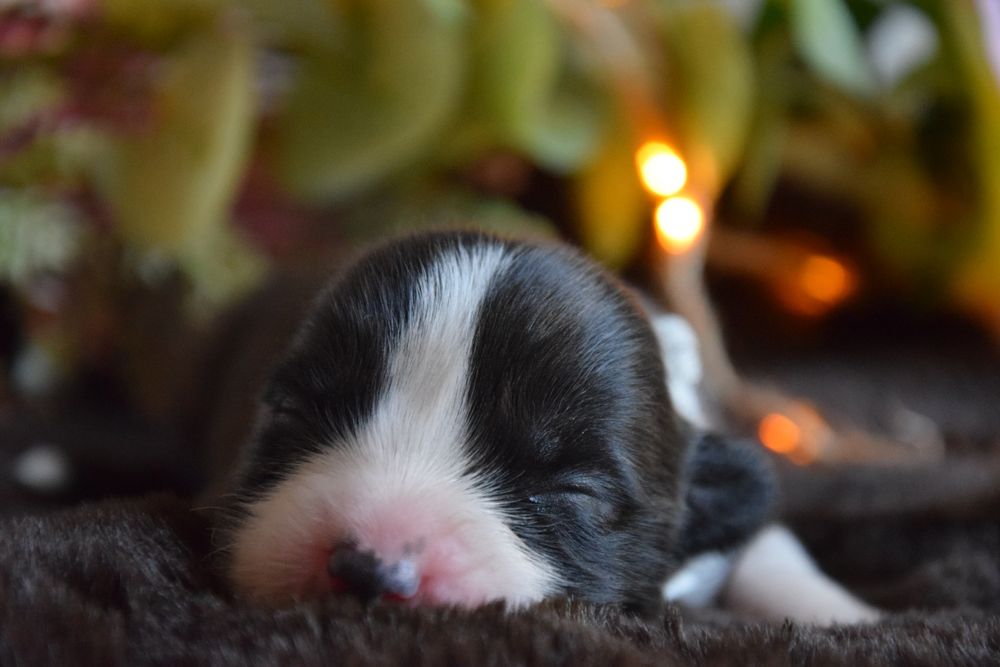 Chłopiec Welsh Corgi odbiór połowa czerwca!!