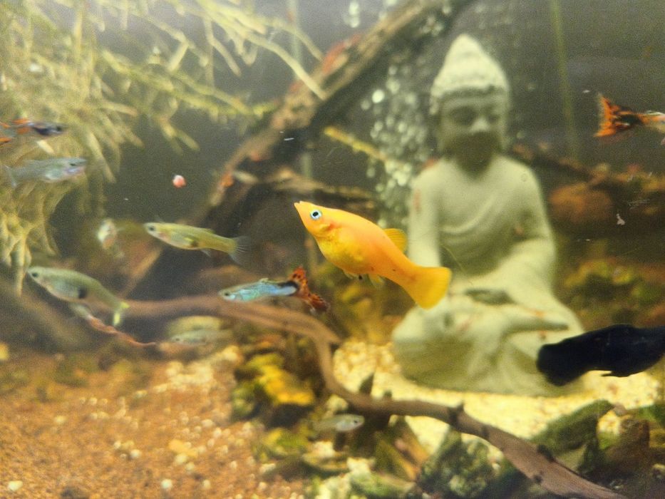 Vendo ou troco  3 Mollys