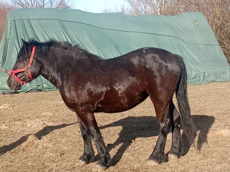 Sprzedam   źrebowke