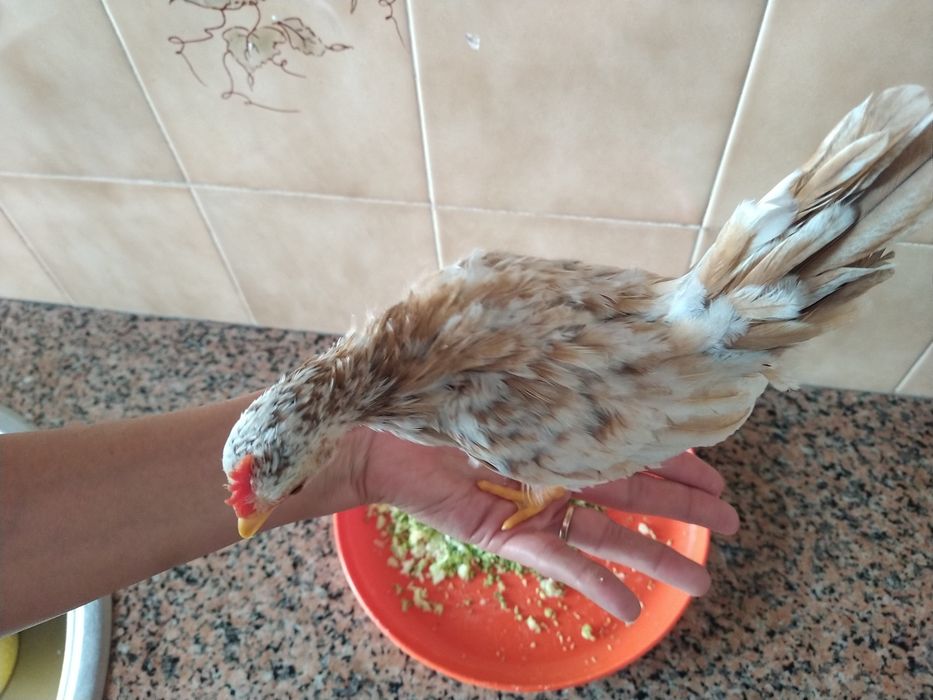 Galo serama  galinhas pintainhos casa quarto apartamento vivenda escritório gabinete carro cozinha.