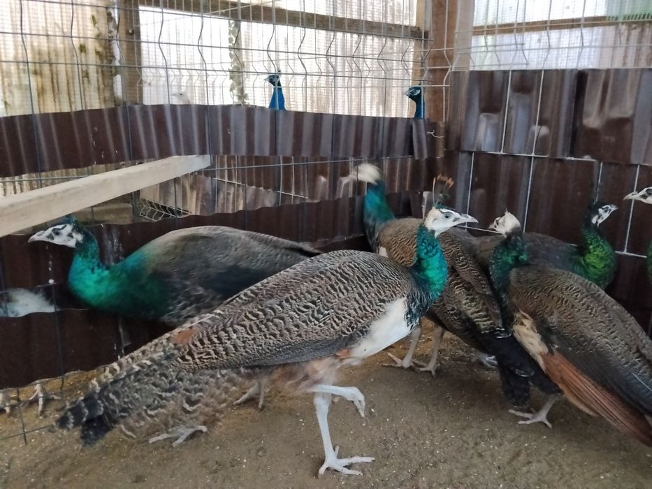 Młode pawie samce i samice