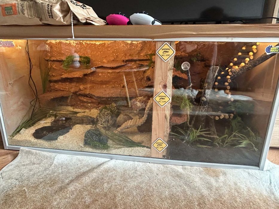 Wąż zbożowy z terrarium dla weża i gekona orzęsionego