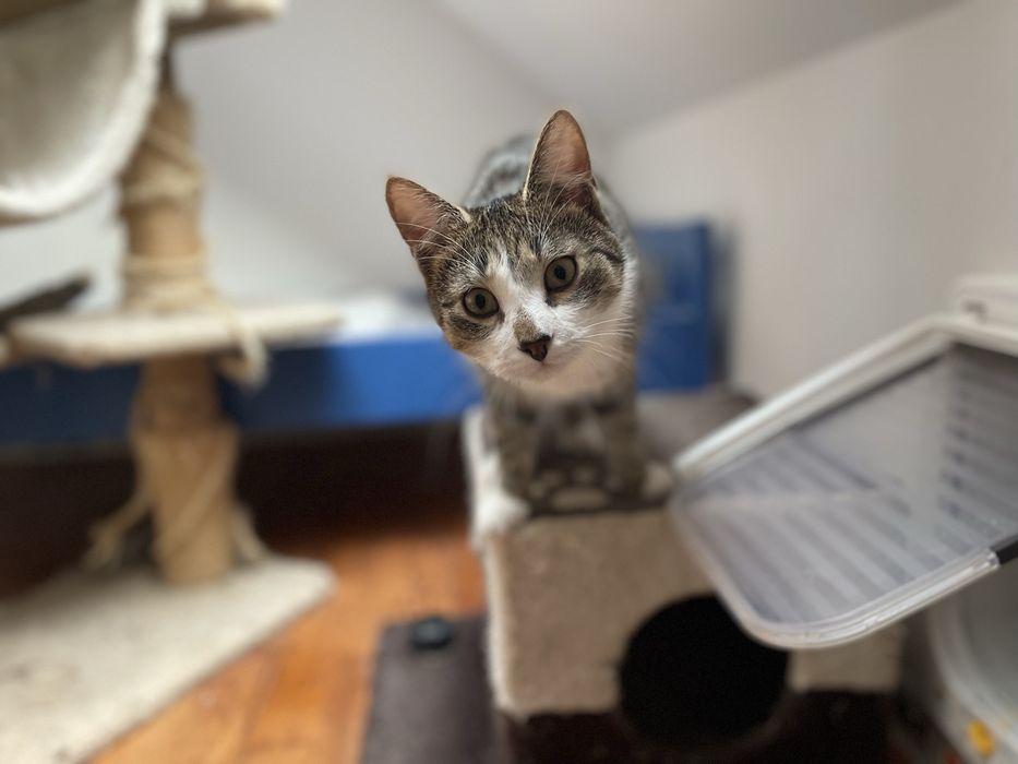 Bławatek szuka domu!