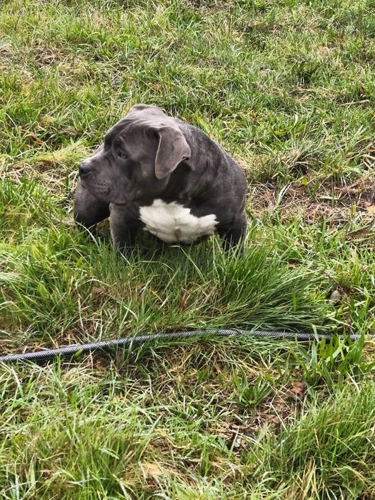 American Bully Pocket menina