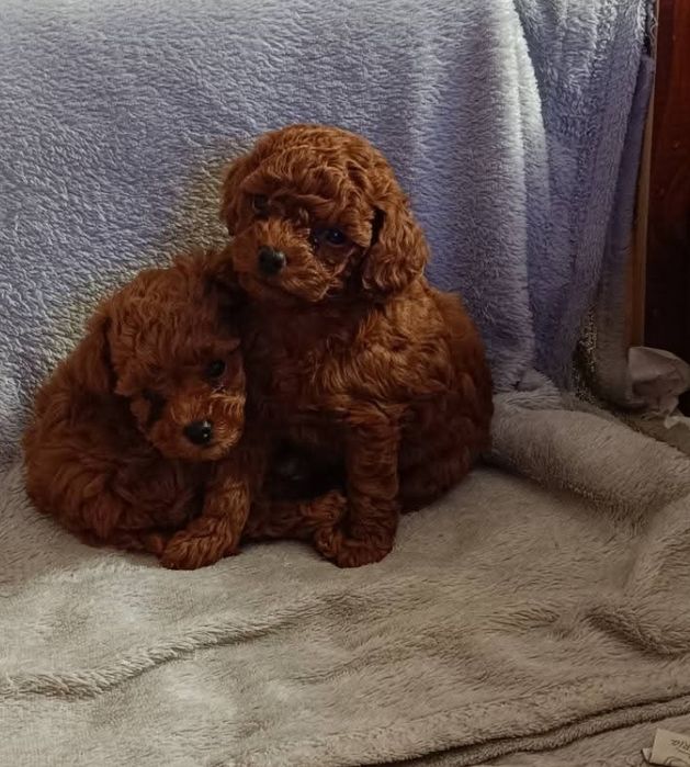 Той пудель хлопці