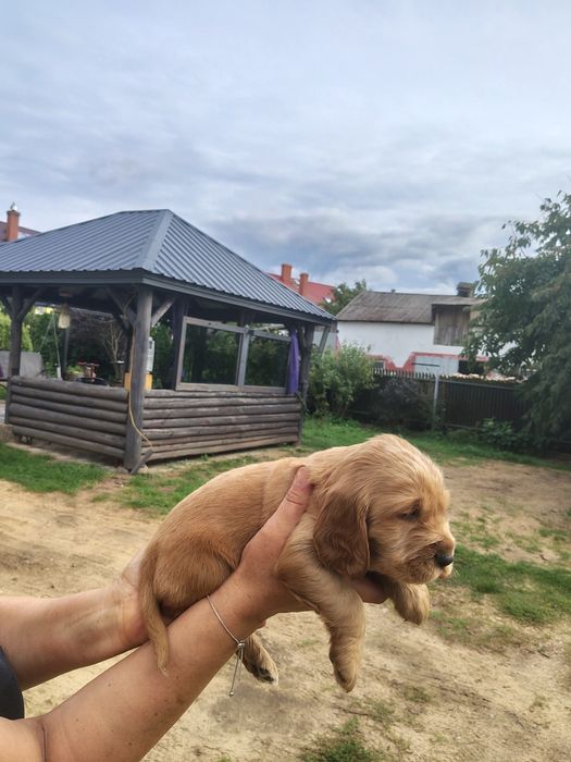 Cocker  spaniel angielski